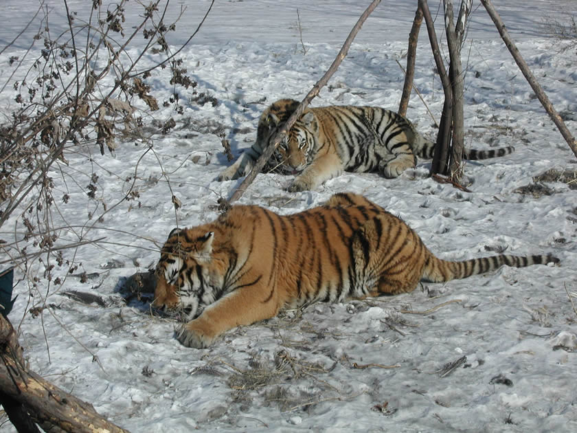 Unos tigres siberianos en Harbin, China.