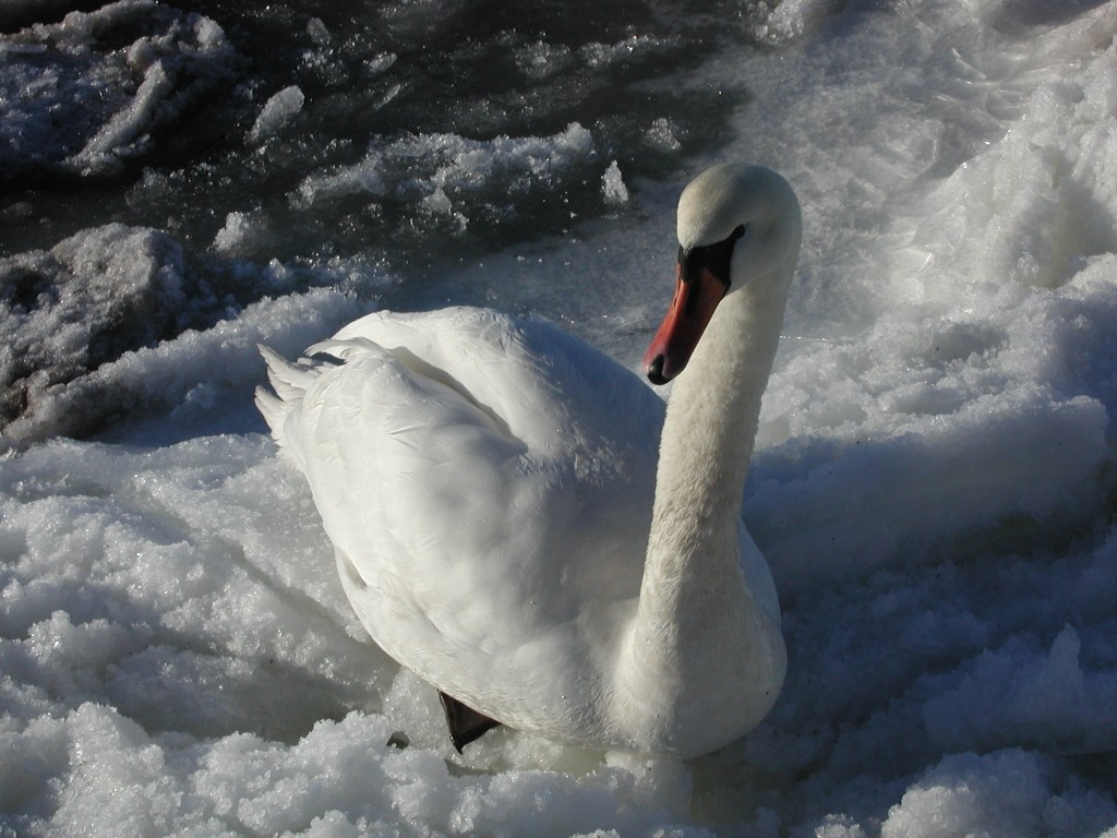 Mute Swan (Denmark's National Bird) on ice, Limfjord Aalborg.