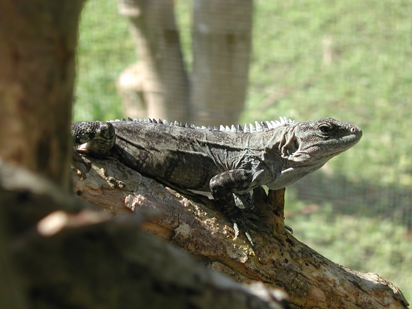 La iguana de Utila (Ctenosaura bakeri), Honduras.