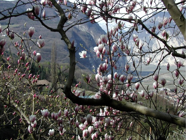 Magnolienblüte Ende März im Etschtal bei Salurn, Süd-Tirol.