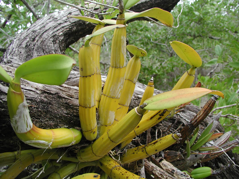 Banana Orchid in the mangroves of the island of Utila, Honduras.