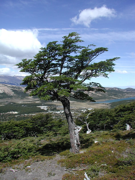 El pintoresco 'Nire' (Nothofagus antarctica) es parte del bosque nativo de Patagonia, Argentina.