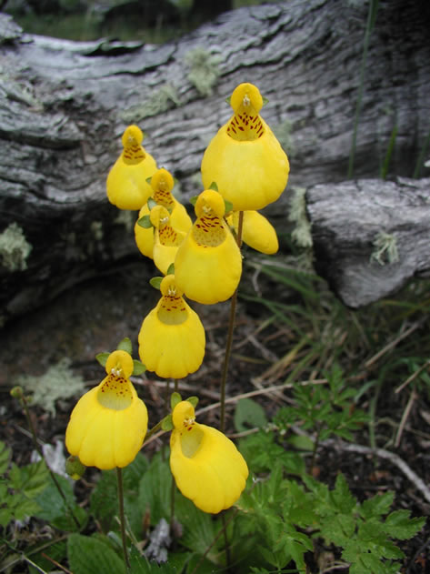 The wonderful 'Topa Topa' (Calceolaria biflora) grows in Patagonia, Argentina.